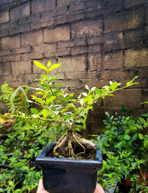 盆栽樱桃树是哪个品种？-图2