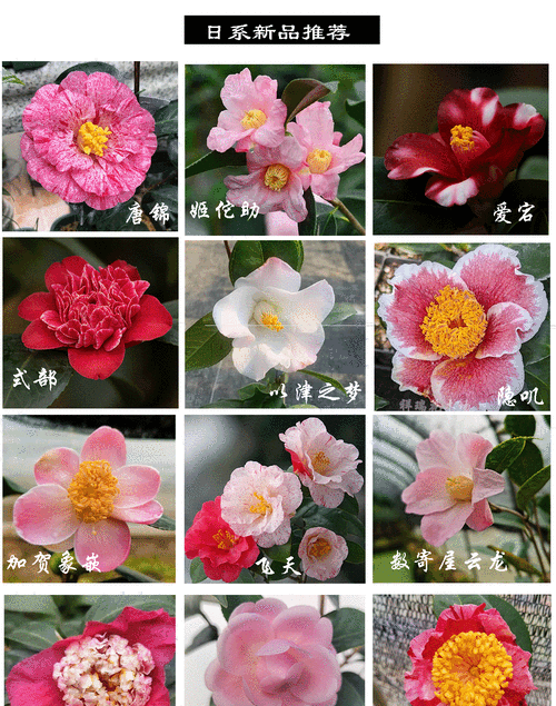 耐寒茶花品种有哪些?-图1 耐寒茶花品种有哪些?-图1