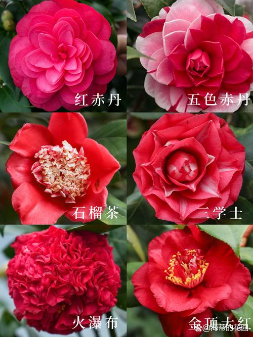 耐寒茶花品种有哪些?-图2 耐寒茶花品种有哪些?-图2