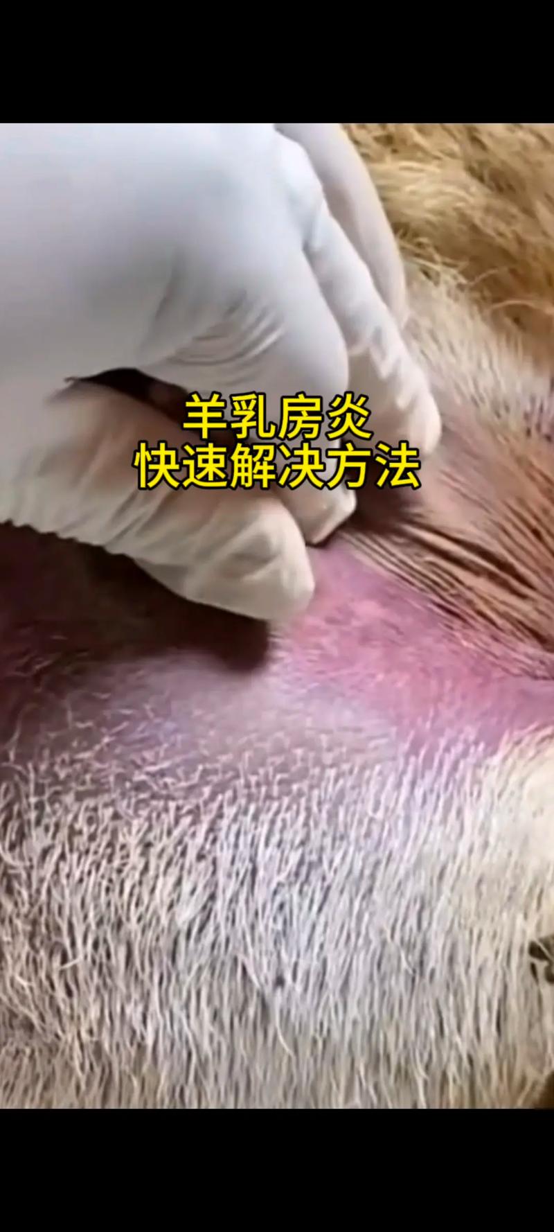 养羊技术教程全集视频哪里找？-图2