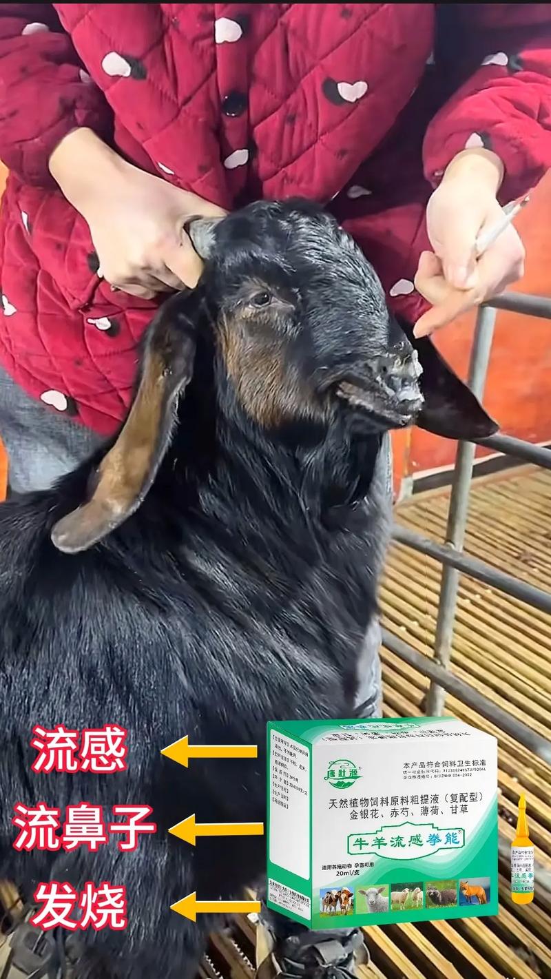 养羊技术教程全集视频哪里找？-图1