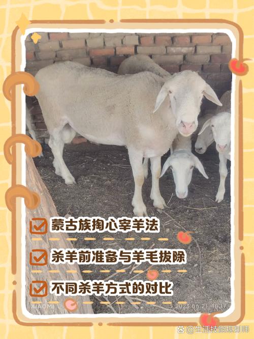 养羊技术教程全集视频哪里找？-图3