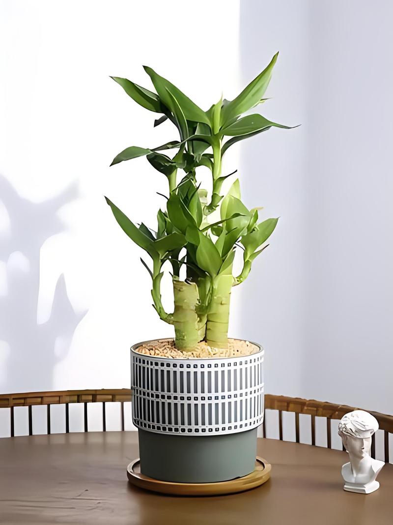 富贵竹有哪些常见品种?-图3 富贵竹有哪些常见品种?-图3