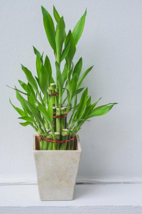 富贵竹有哪些常见品种?-图1 富贵竹有哪些常见品种?-图1