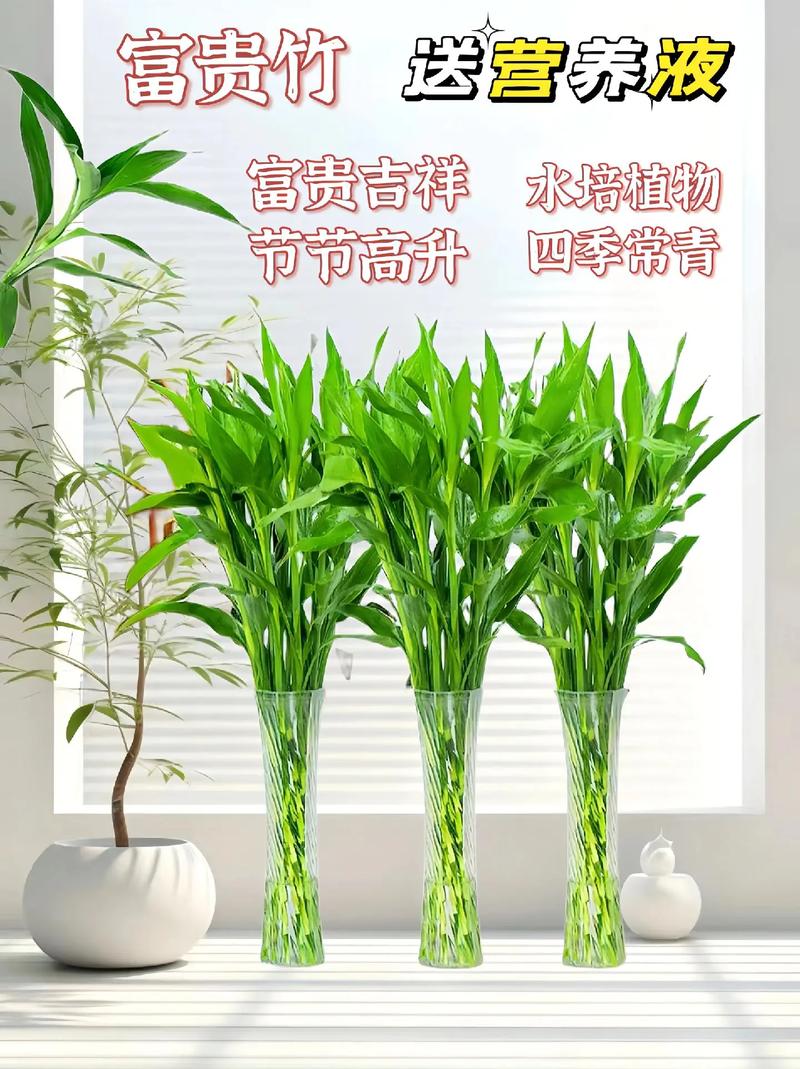 富贵竹有哪些常见品种?-图2 富贵竹有哪些常见品种?-图2