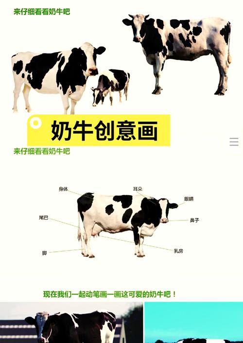 奶牛品种有哪些名字?-图1 奶牛品种有哪些名字?-图1