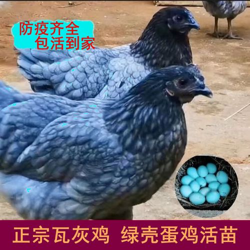 绿壳蛋鸡苗今日批发价多少钱？-图2