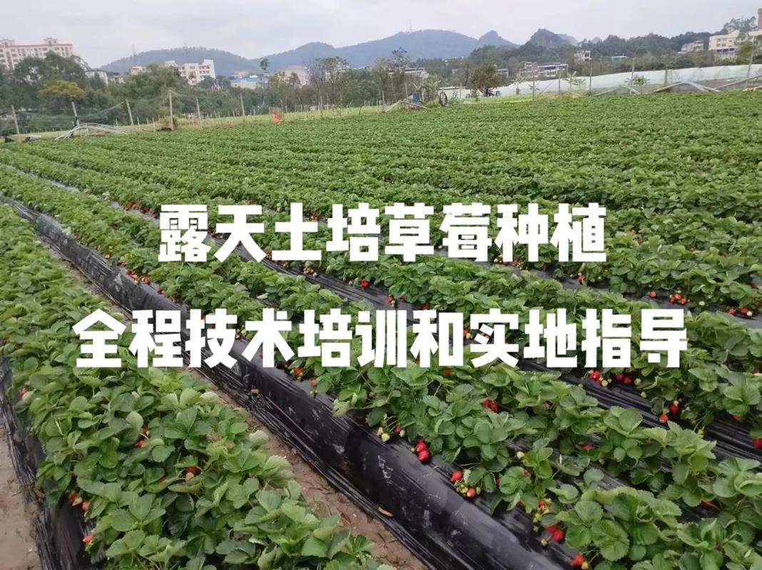 草莓育苗技术要点有哪些？-图3