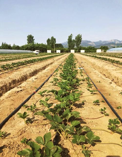 草莓育苗技术要点有哪些？-图2