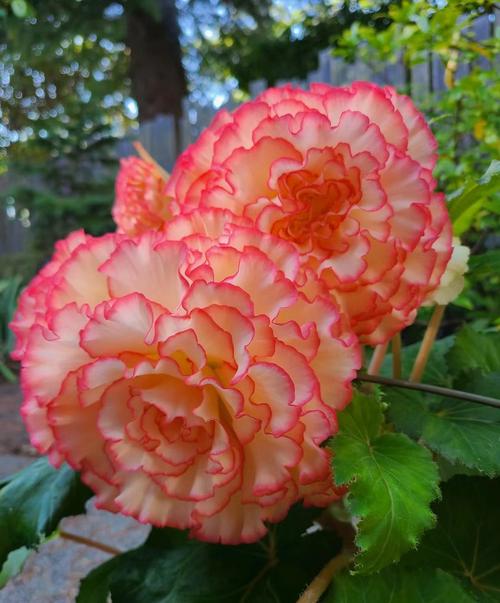 夫妻海棠品种到底有多少?-图1 夫妻海棠品种到底有多少?-图1