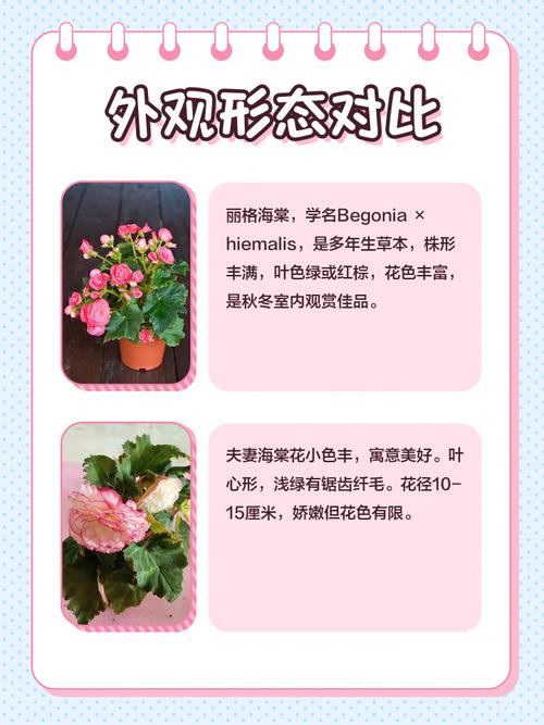 夫妻海棠品种到底有多少?-图2 夫妻海棠品种到底有多少?-图2