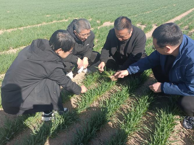 小麦种植高产技术视频有哪些关键要点？-图3