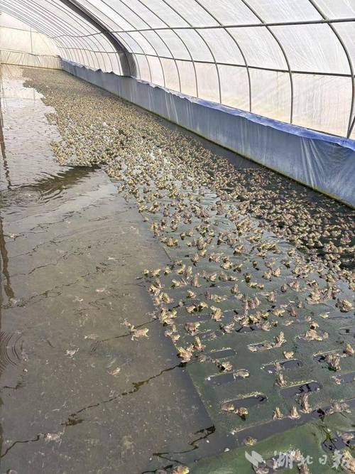 苏州牛蛙苗养殖技术有哪些关键点？-图2