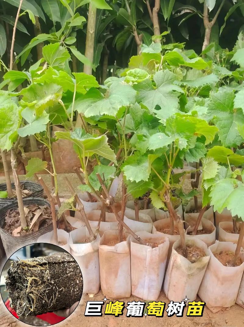 巨峰葡萄水肥管理技术-图1