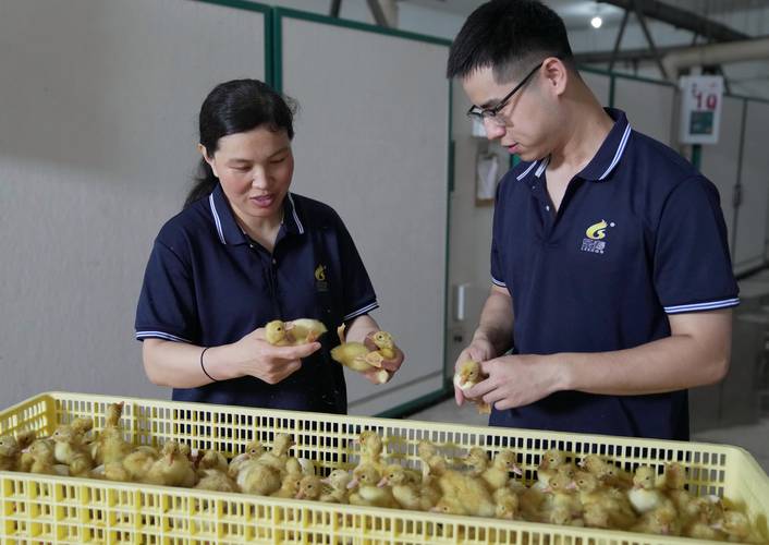 雏野鸡养殖如何科学用药?-图3 雏野鸡养殖如何科学用药?-图3