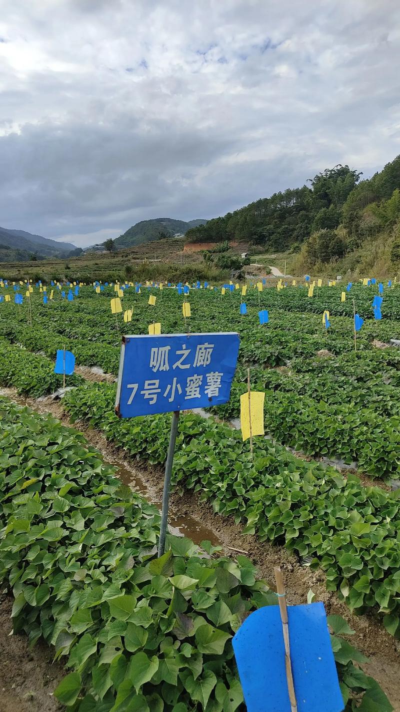 白薯种植管理技术有哪些关键要点?-图1 白薯种植管理技术有哪些关键要点?-图1