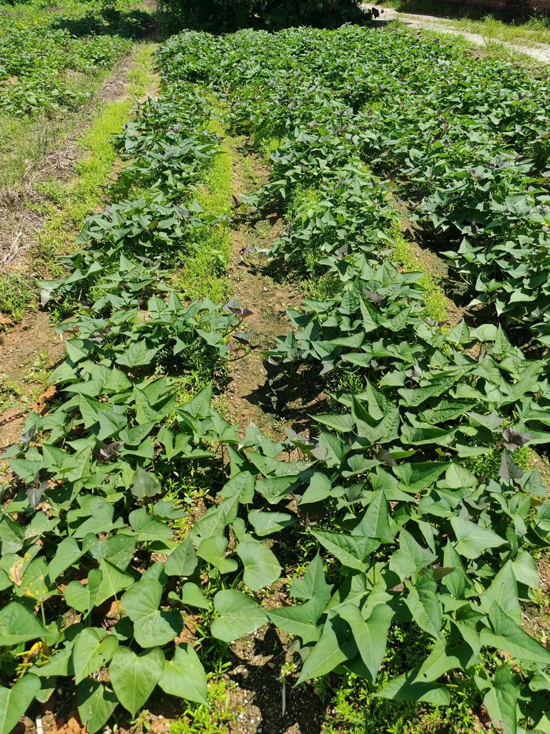 白薯种植管理技术有哪些关键要点?-图2 白薯种植管理技术有哪些关键要点?-图2