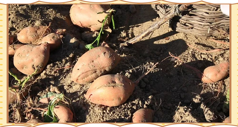 白薯种植管理技术有哪些关键要点?-图3 白薯种植管理技术有哪些关键要点?-图3