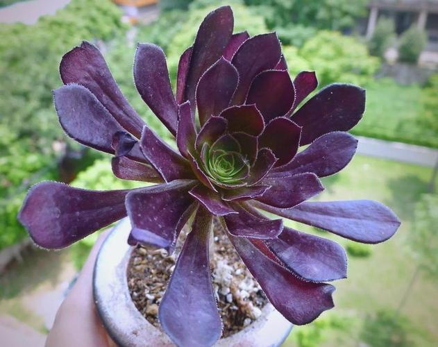 多肉黑法师到底有多少品种?-图1 多肉黑法师到底有多少品种?-图1