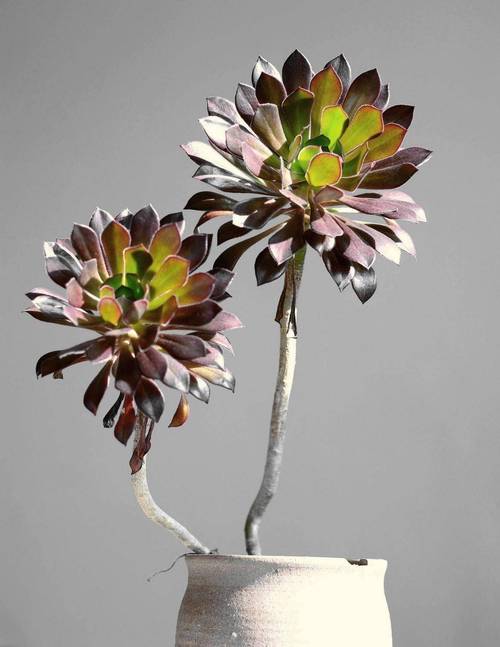 多肉黑法师到底有多少品种？-图3