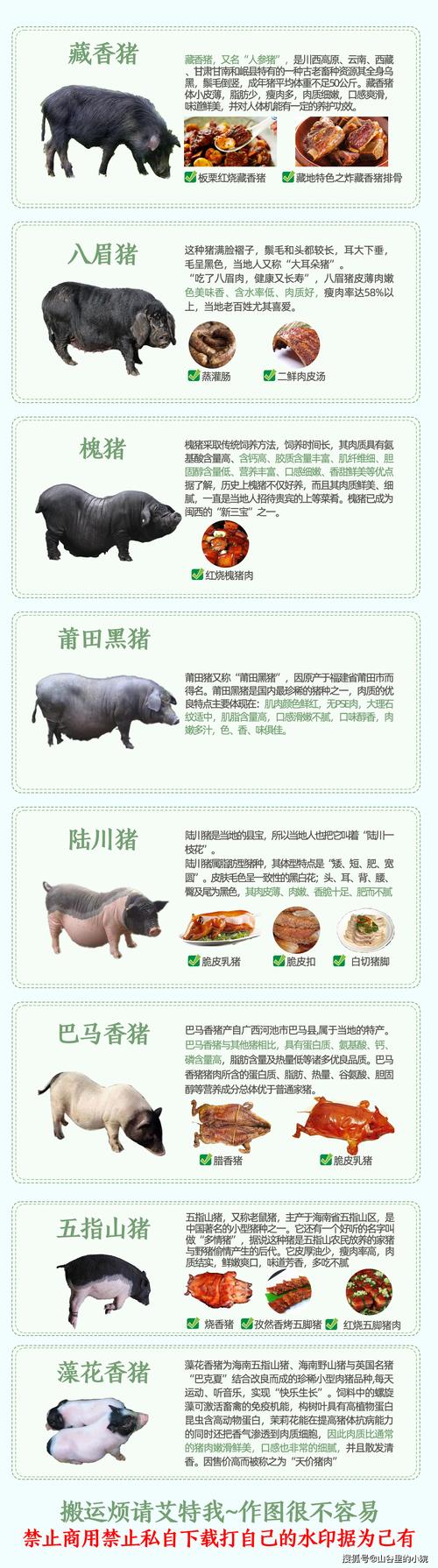 好猪品种有哪些?看图识种选对品种?-图1 好猪品种有哪些?看图识种选对品种?-图1