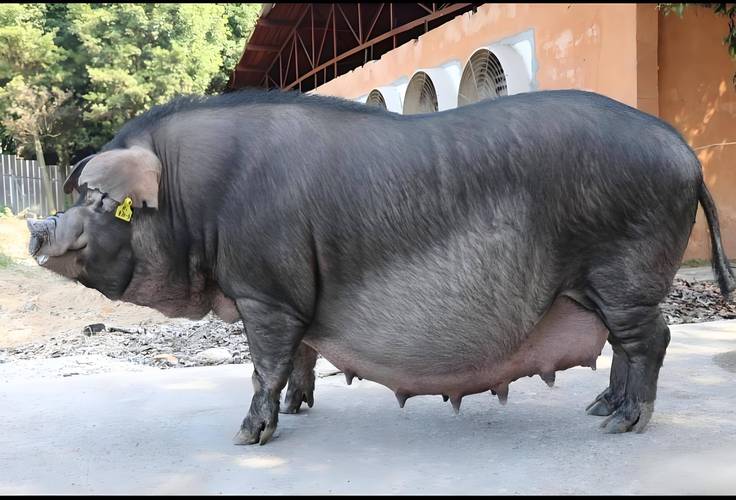 好猪品种有哪些?看图识种选对品种?-图3 好猪品种有哪些?看图识种选对品种?-图3