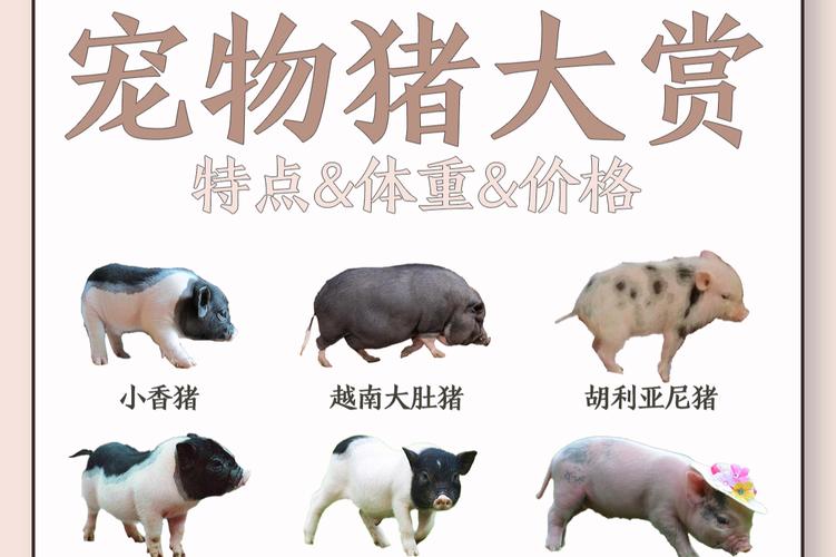 好猪品种有哪些?看图识种选对品种?-图2 好猪品种有哪些?看图识种选对品种?-图2