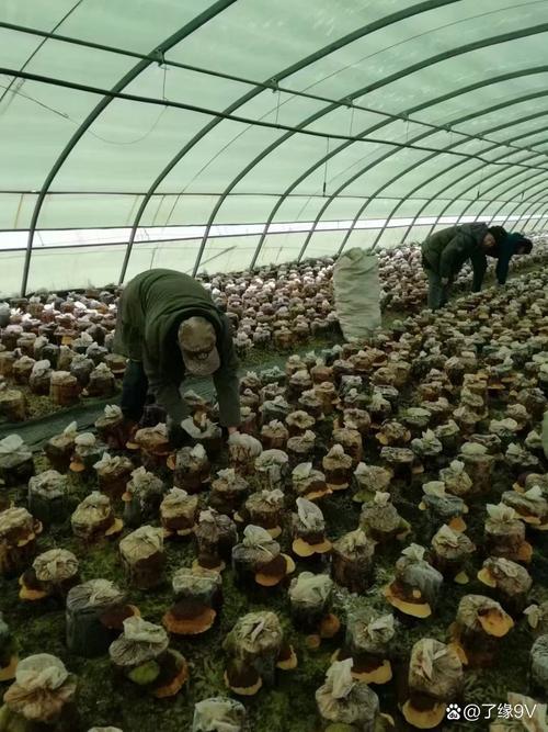 大棚种植姬菇技术视频-图1 大棚种植姬菇技术视频-图1