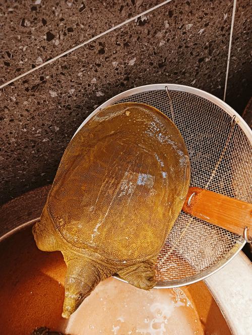 甲鱼鳝鱼混养,如何实现互利共生?-图2 甲鱼鳝鱼混养,如何实现互利共生?-图2