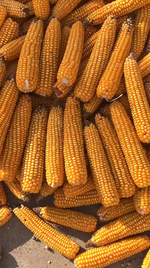 东北丰001品种介绍-图2 东北丰001品种介绍-图2