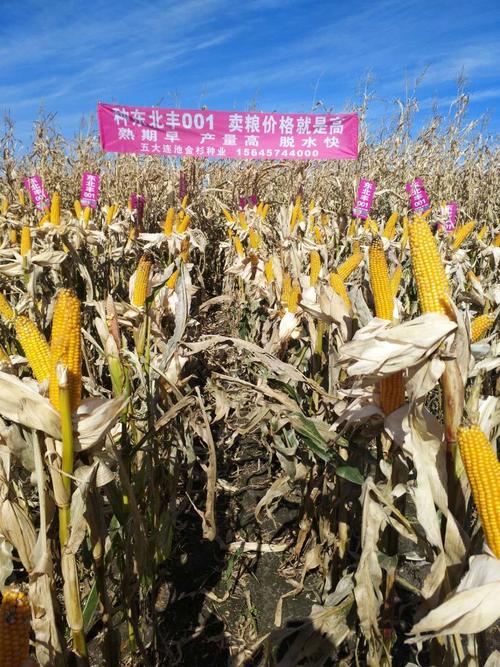 东北丰001品种介绍-图1 东北丰001品种介绍-图1