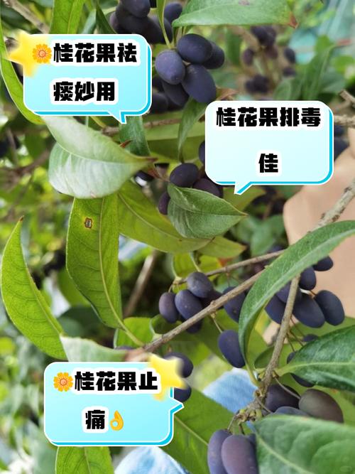 什么桂花品种能结果?-图1 什么桂花品种能结果?-图1