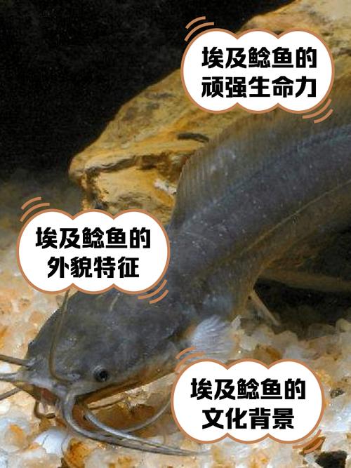 埃及胡子鲶的养殖技术-图1 埃及胡子鲶的养殖技术-图1