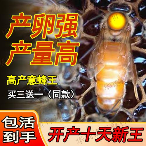 热带养意蜂什么品种好-图1 热带养意蜂什么品种好-图1