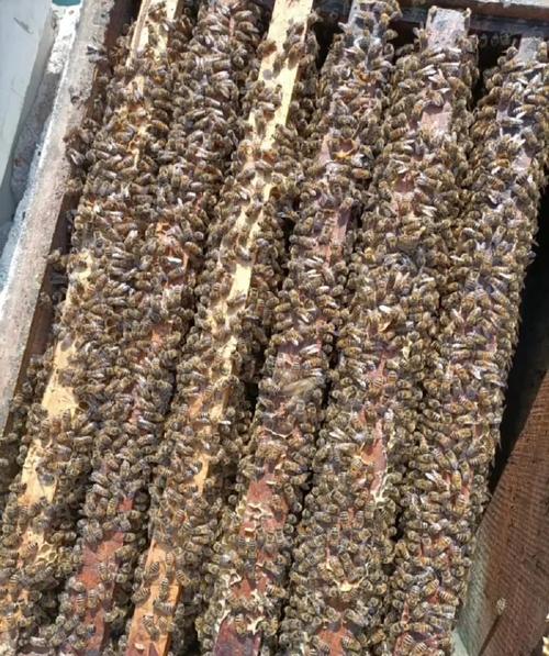 热带养意蜂什么品种好-图2 热带养意蜂什么品种好-图2