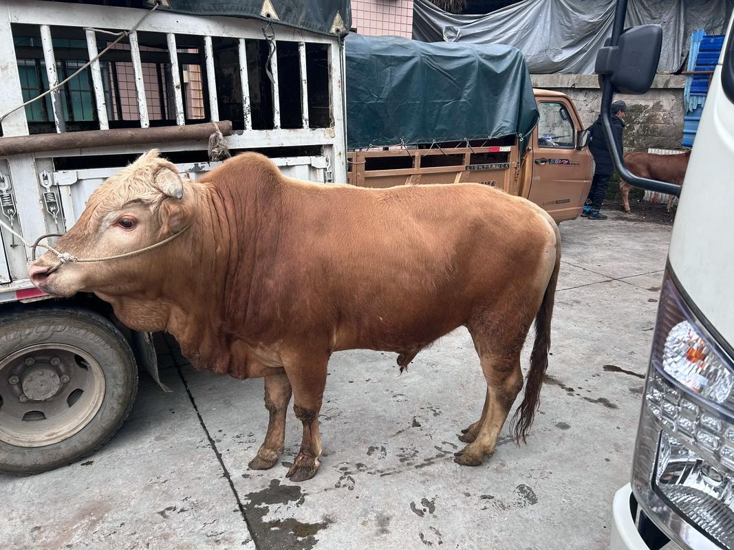 小黄牛养殖技术与管理有哪些关键要点?-图1 小黄牛养殖技术与管理有哪些关键要点?-图1