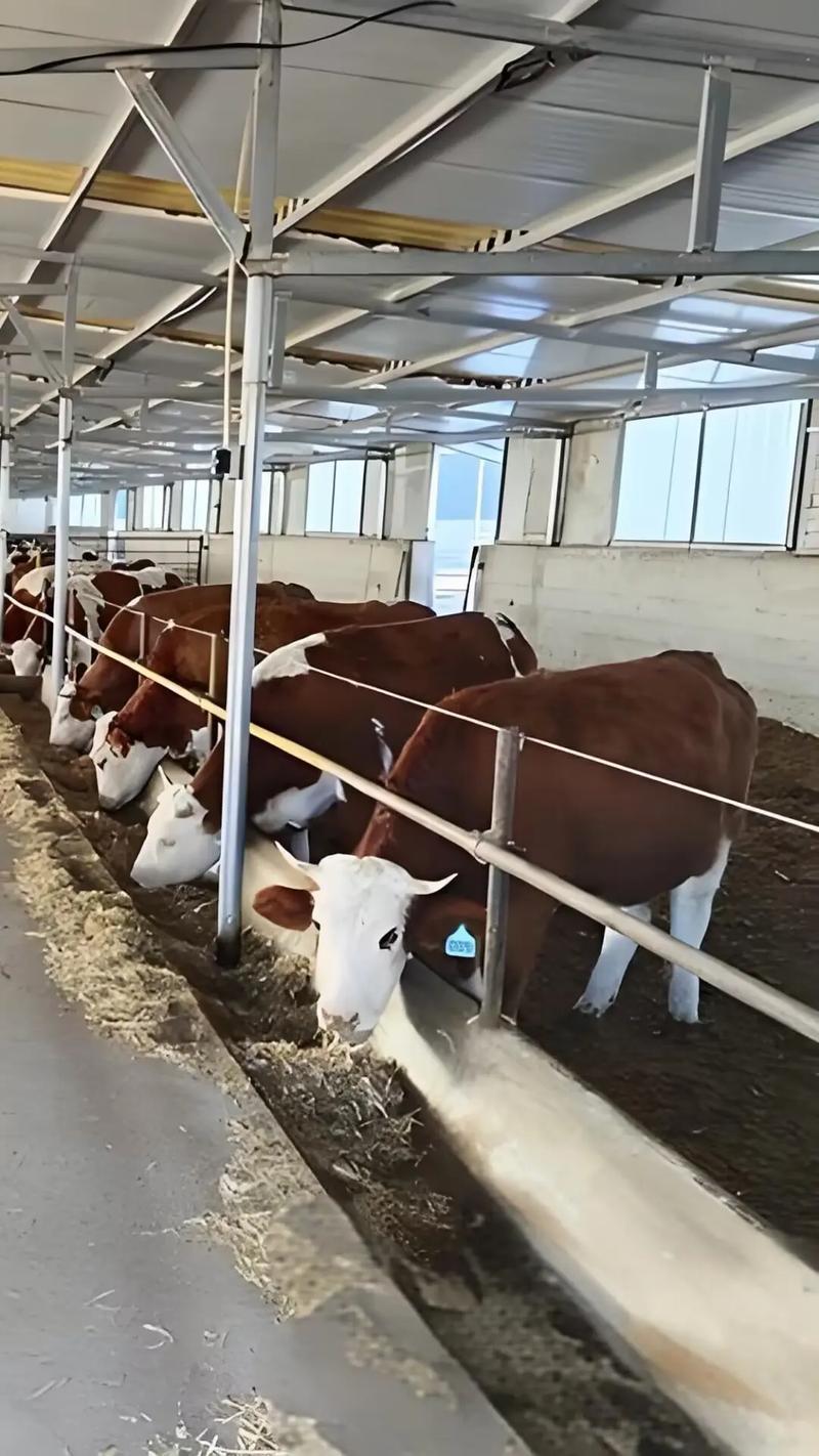 小黄牛养殖技术与管理有哪些关键要点?-图3 小黄牛养殖技术与管理有哪些关键要点?-图3