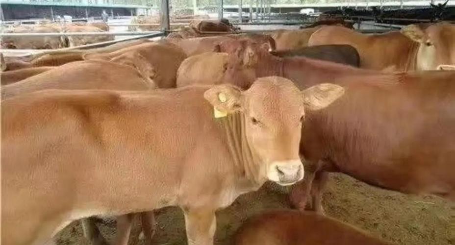 小黄牛养殖技术与管理有哪些关键要点?-图2 小黄牛养殖技术与管理有哪些关键要点?-图2