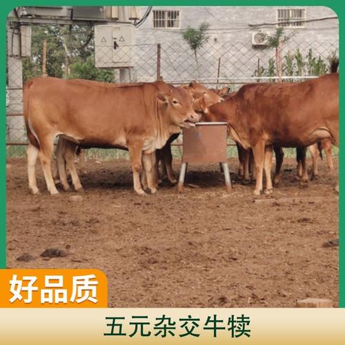 杂交牛与品种牛，哪个更好？-图2