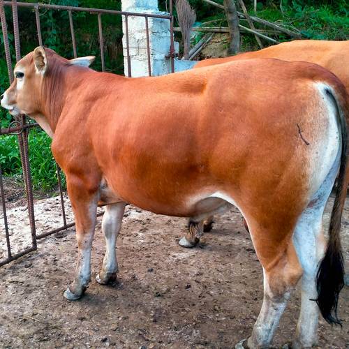 杂交牛与品种牛，哪个更好？-图1