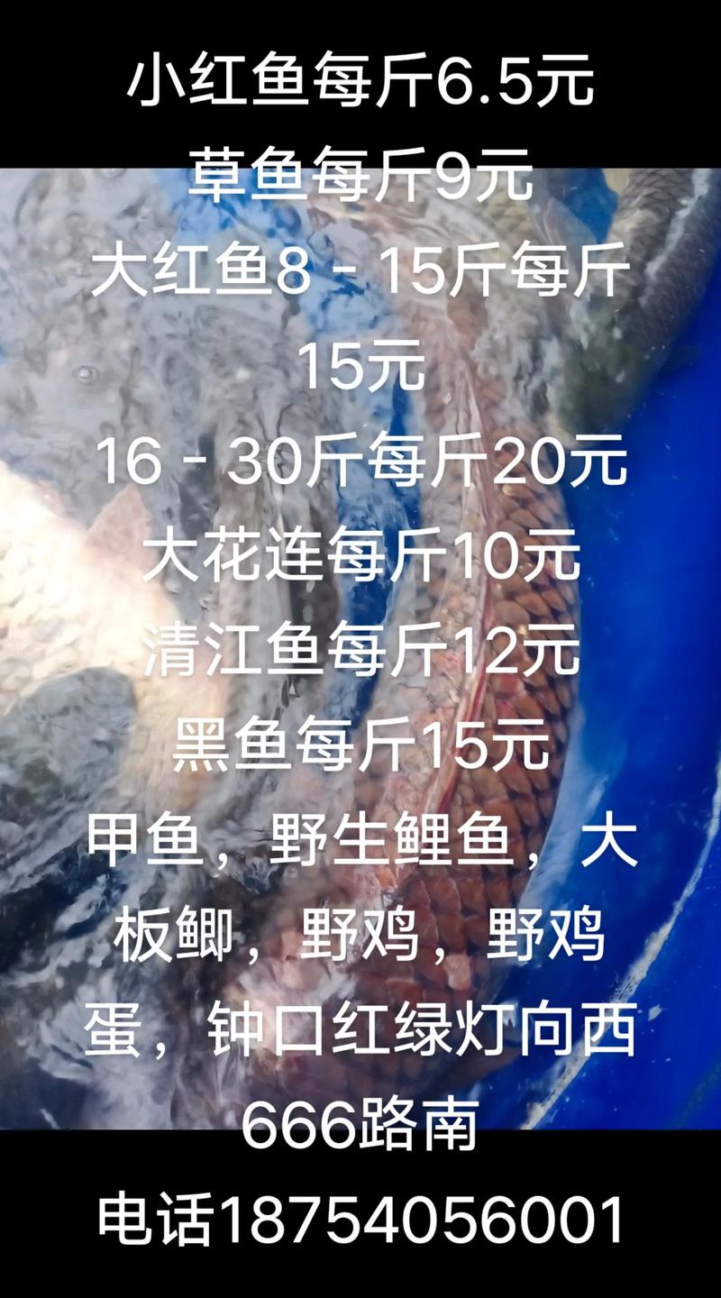 郑州草鱼价格多少钱一斤-图1 郑州草鱼价格多少钱一斤-图1