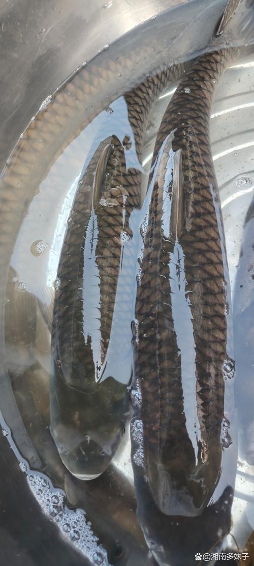 郑州草鱼价格多少钱一斤-图3 郑州草鱼价格多少钱一斤-图3