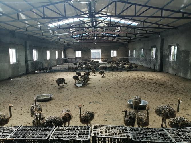 鸵鸟的养殖技术有哪些-图1 鸵鸟的养殖技术有哪些-图1