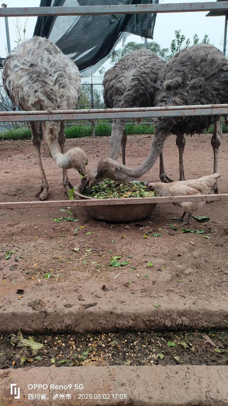 鸵鸟的养殖技术有哪些-图2 鸵鸟的养殖技术有哪些-图2