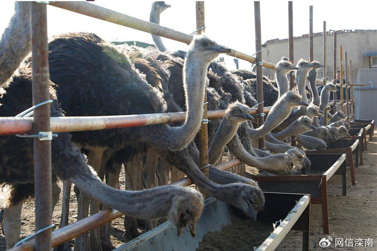 鸵鸟的养殖技术有哪些-图3 鸵鸟的养殖技术有哪些-图3