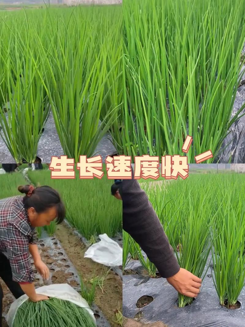 农广天地分葱种植技术-图2 农广天地分葱种植技术-图2