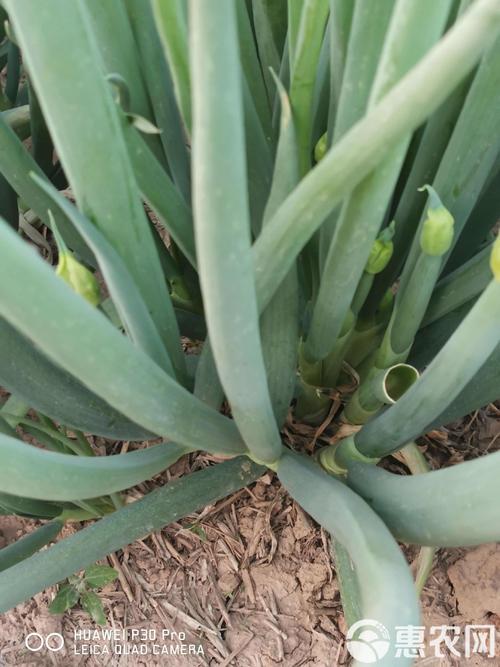 农广天地分葱种植技术-图3