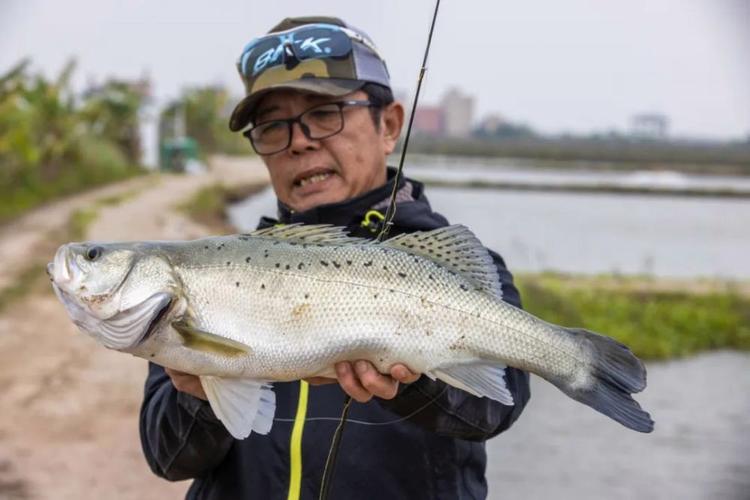 斗门海鲈鱼是什么品种？-图2