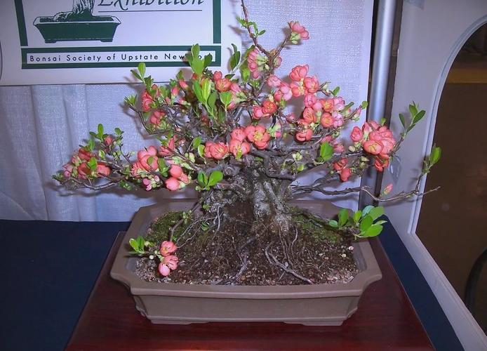 贴梗海棠盆景标准技术如何掌握?-图1 贴梗海棠盆景标准技术如何掌握?-图1