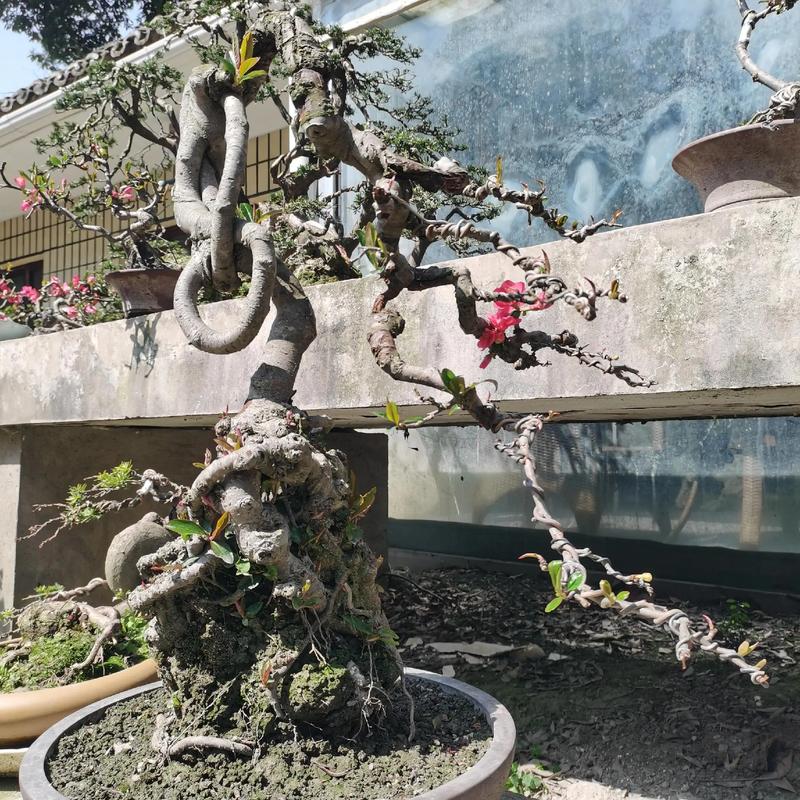 贴梗海棠盆景标准技术如何掌握?-图2 贴梗海棠盆景标准技术如何掌握?-图2